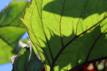 close-up of a sunflower leaf with the summer sun shining through it