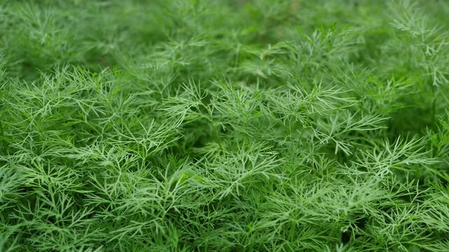 fresh green dill background. healthy eating concepts