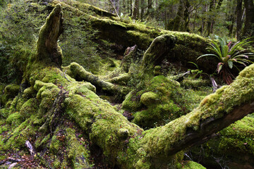 lush natural rain forest along the Kepler Track in Te Anau, South Island, New Zealand