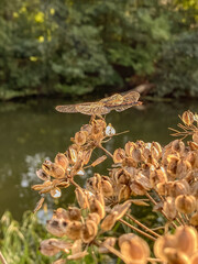 A dragonfly perched on a dry plant in a park in England