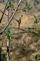 Hummingbird