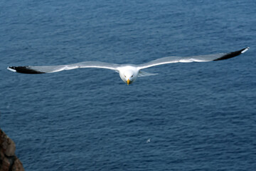 Seagull