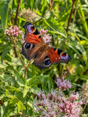 Peacock butterfly (Aglais io) on a flower.