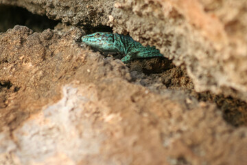 Lizard