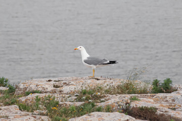 Seagull