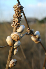 Snails