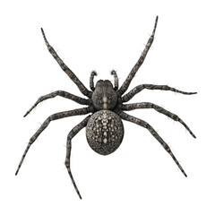 Fototapeta premium Realistic Spider Isolated on White Background 
