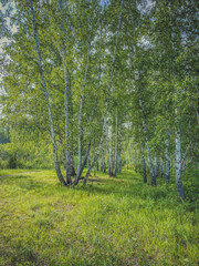  birch forest in summer with green grass and blue sky 