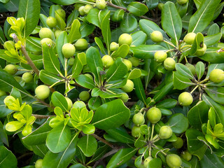 green plant in the garden
