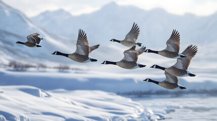 Obraz premium Canadian Geese Flying Above a Snowy Lake