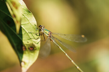 Chalcolestes Viridis Damselfly Perched on Reed Stem