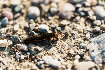 Black Caterpillar Crawling on Gravel Path in Nature Reserve