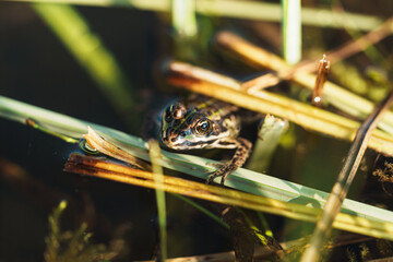 European Water Frog (Rana ridibunda) Basking in Autumn Sunlight