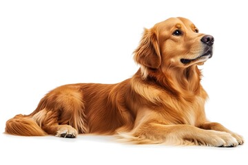 Adorable Golden Retriever Puppy Sitting on White Background