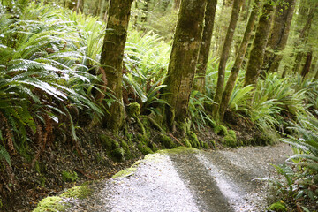 lush natural rain forest along the Kepler Track in Te Anau, South Island, New Zealand