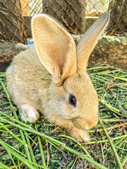  Rabbit in the farm, close-up