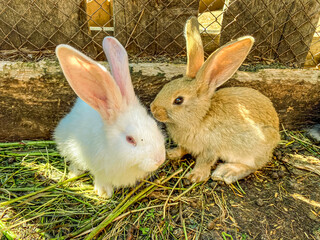  Two cute white and brown rabbits sitting on the grass in the farm