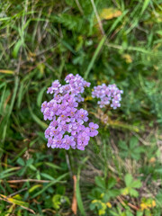 Beautiful purple flower on a meadow in the summer.j