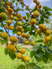 Ripe apricots on the branches of a tree in the garden
