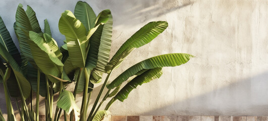 Banner, banana palm leaves on plastered beige wall background, empty copy space.