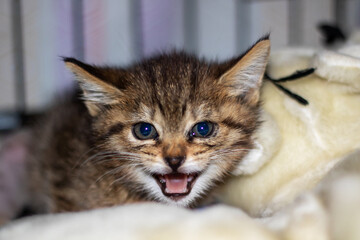 A close up image showing a kitten with its mouth wide open