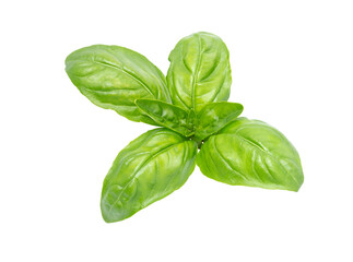 Basil leaf, close up. Basil herb