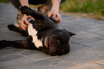 Woman sits next to French bulldog during walk, plays with him, scratches his belly. Concept of...