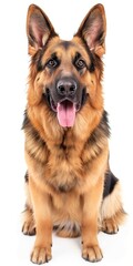 A large brown and black dog with a pink tongue is sitting on a white background. The dog has a serious expression on its face