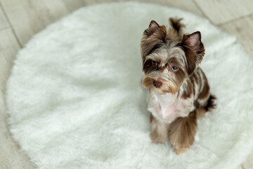 Charming Chocomerle Yorkshire Terrier with Stunning Blue Eye