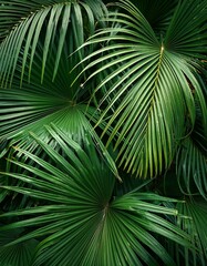 熱帯植物の葉の背景画像（Tropical plant leaves background image）
