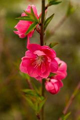 Obraz premium Selective focus of beautiful branches of pink flowers on the tree.