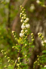 Blooming tree with white small flowers and green leaves on a branch.