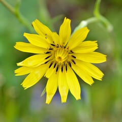 A vibrant yellow flower with delicate petals and a central disc, set against a blurred background.