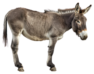 PNG Donkey on white background