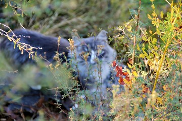 A gray cat camouflaged among colorful foliage in a natural setting.