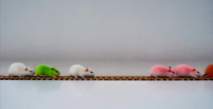 funny group of multicoloured hamsters mici go one after another like a locomotive with carriages, on a white background, copy space