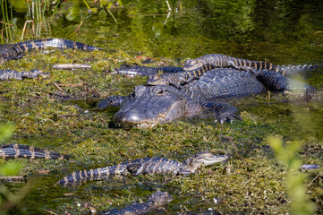 Wild female Alligator with gator hatchlings in a marsh at Orlando Wetlands in Florida.
