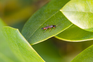 Fototapeta premium close-up view of an ichneumon wasps on a green leaf with blurred background