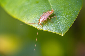 close up view of a tawny cockroach on a green leaf with blurred background