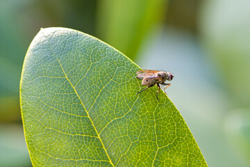 Fototapeta premium side view of a common tiger fly on a green leaf with blurred background