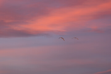 Graceful birds soar through a pastel sunset sky, bringing tranquility and peace. Pink, orange, purple, and blue blend harmoniously as they glide effortlessly, symbolizing freedom and nature's beauty