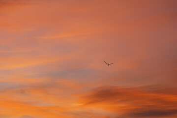 Lonely bird is flying in the dramatic orange sky at sunset, creating a sense of serenity and freedom. The warm colors of the sky evoke peace and tranquility