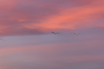 Fototapeta premium Graceful birds soar through a colorful sunset sky, evoking freedom and wonder in a tranquil scene of natural beauty