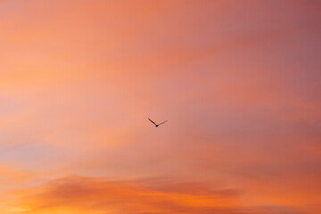 Bird gracefully soaring through a colorful sunset sky, evoking feelings of freedom and hope