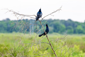 Boat-tailed grackle singing in the marsh at Orlando Wetlands in Cape Canaveral Florida.