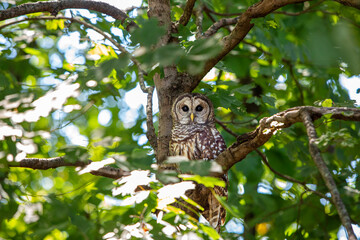 Barred Owl