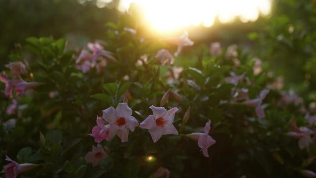 Sunset illuminating pink dipladenia flowers in a garden in mallorca, showcasing vibrant petals and lush green leaves