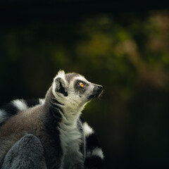 ring lemur