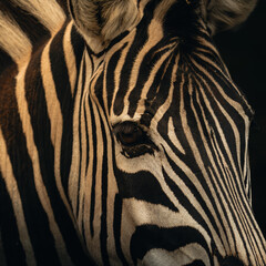 zebra close up