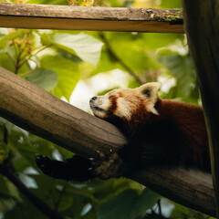 red panda sleeping
